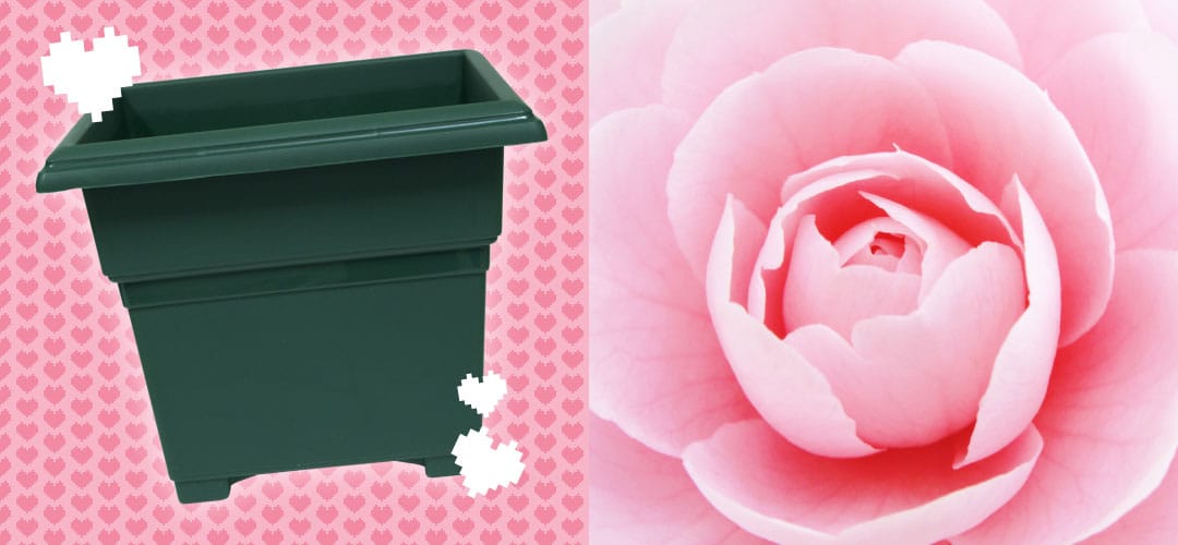 Camellia and Patio Tub square Planter by HomeLeisure