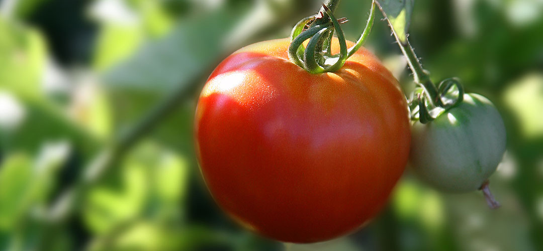 The Easy Way To Grow Tomatoes