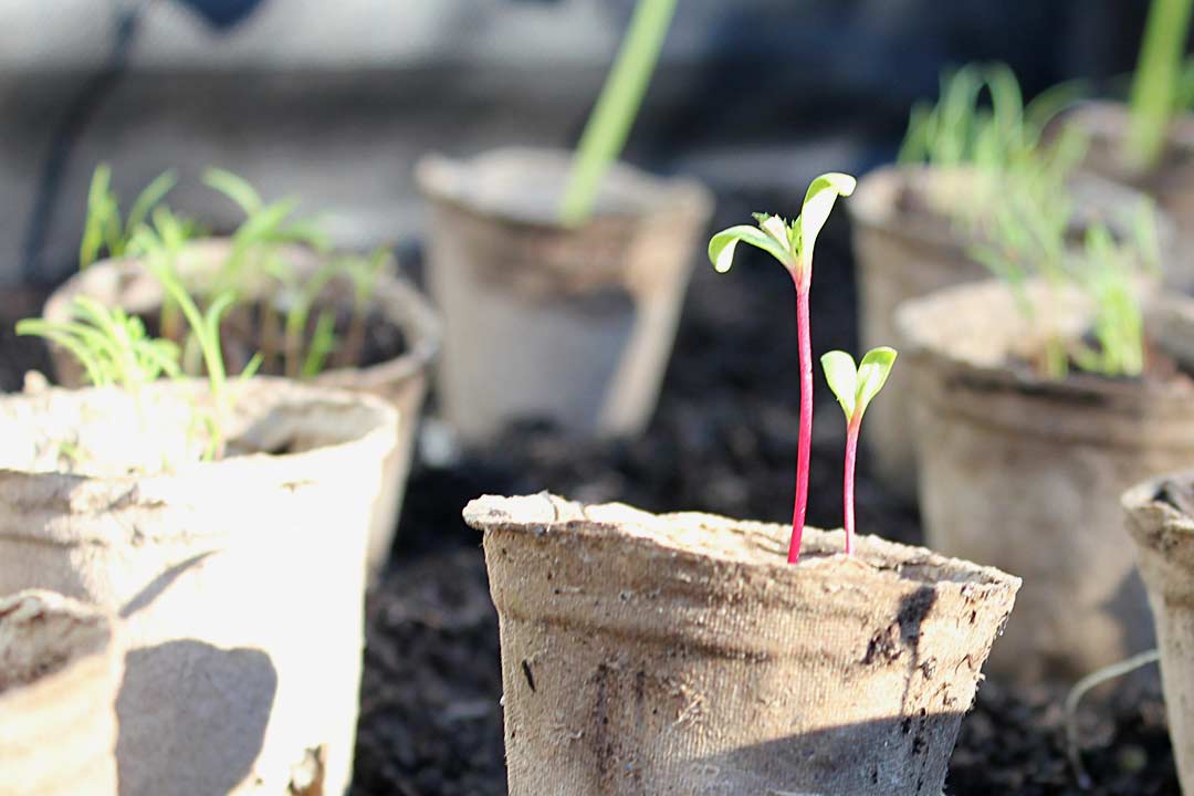 How To Grow Plants From Seeds: Part 2, Transplanting