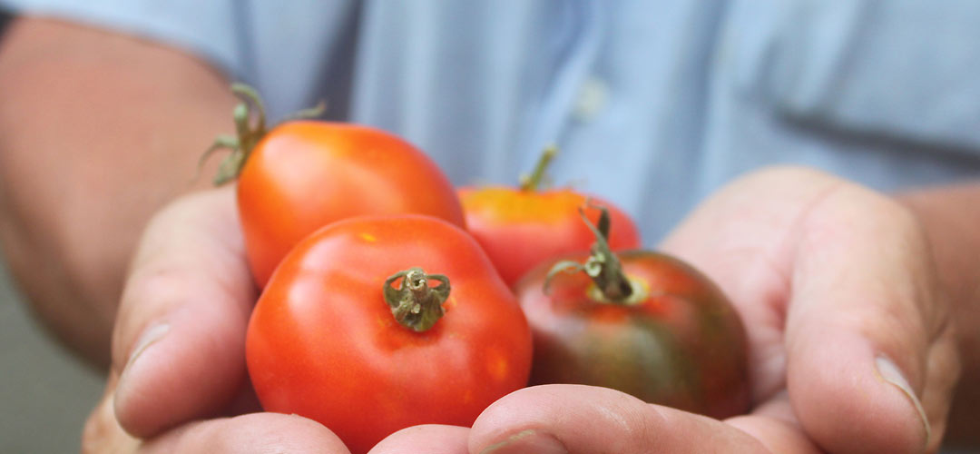 Tomato Varieties For Aussie Growers