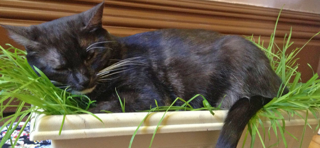 WaterSaver Planters, A Purrrfect Way To Grow & Relax