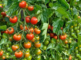Great read from Helen – Helen’s guide to growing tomatoes