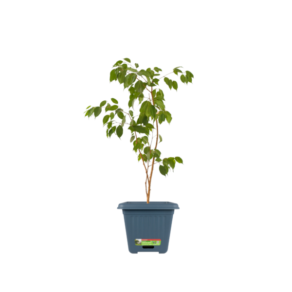 WaterSaver Traditional Square 390mm Blue - Image 2