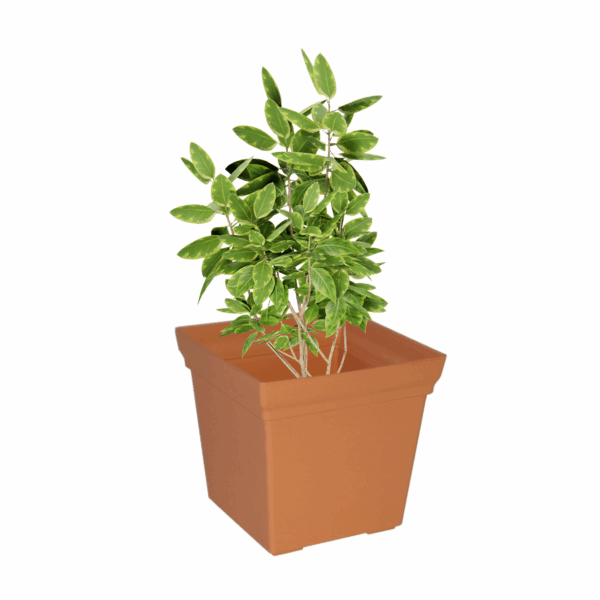 Replicotta Square Pot 290mm
