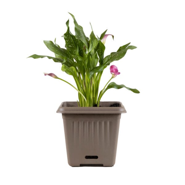 WaterSaver Traditional Square 390mm Jasper