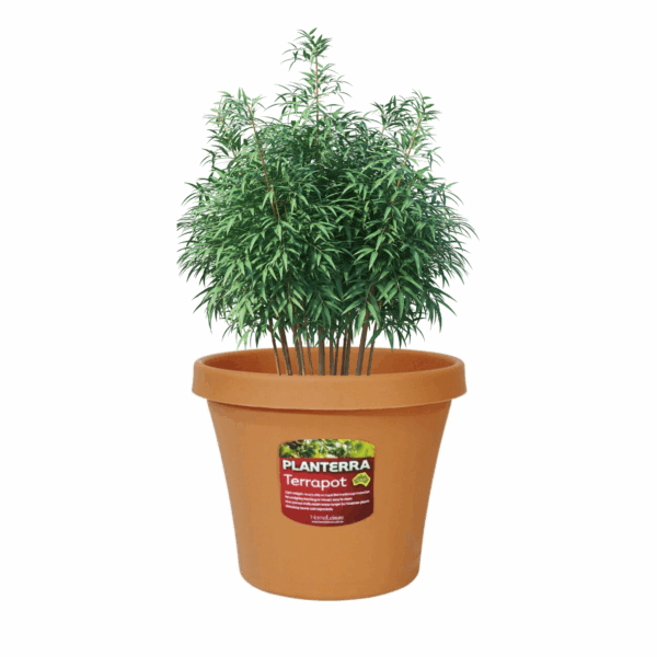 Planterra Pot 250mm Terracotta