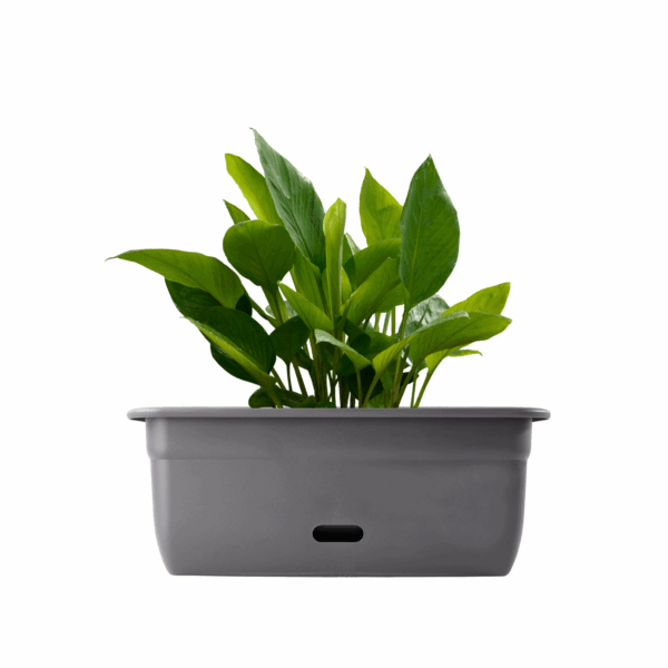 Planterra Box 450mm Grey