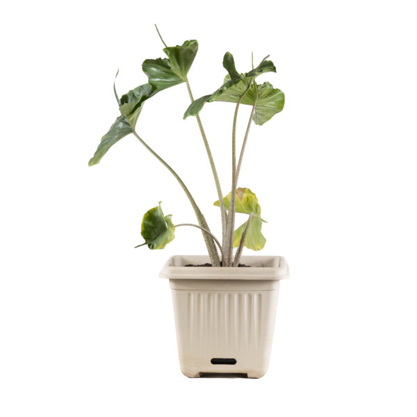 WaterSaver Traditional Square 390mm Stone