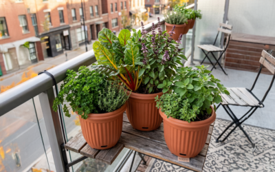 The Balcony Harvest: Best Edibles to Plant in an Aussie April