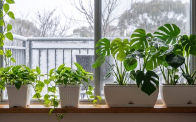Winter-Proofing: How to Bring Your Balcony Garden Indoors
